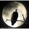[NE]NIGHTEAGLES