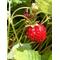 wild-strawberry[D:F991]
