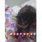 集え[A:F3F1]生徒会[A:F3EE][A:F3EF][A:F3EE][A:F3EF]