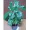 [A:F482][A:F6EC]観葉植物入門[A:F6EC][A:F482]