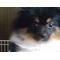 [A:F37E]愛犬ページ[A:F37E]
