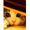[D:F8EE]○○魔[D:F946]ニｬﾝ仔達[D:F8EE]