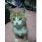 猫カフェ Love[D:F992]CAT[D:F946]